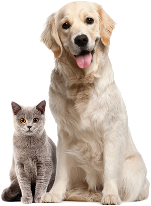 pets